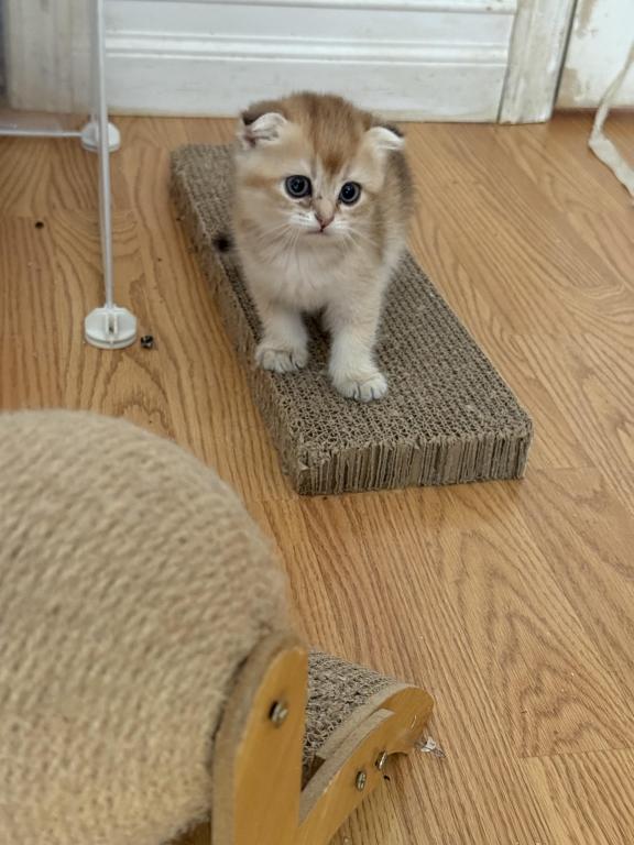 Ginger photo 11