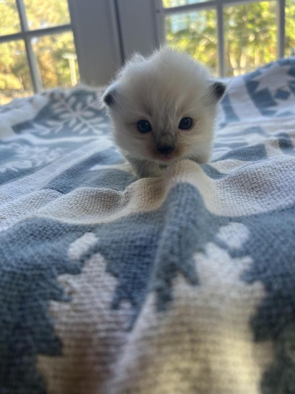 Vanilla photo 2
