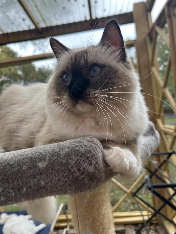 Vanilla photo 3