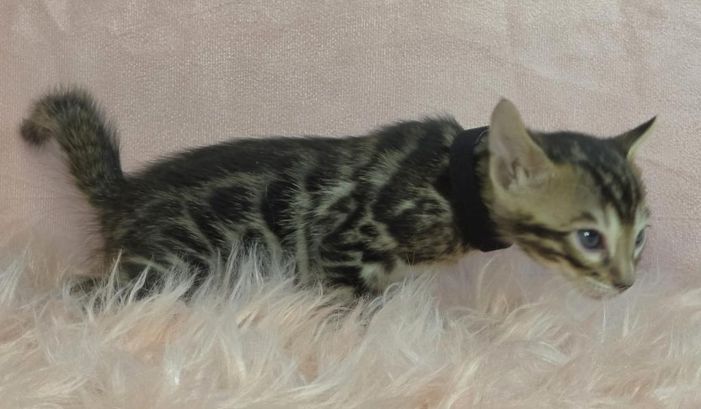 Ezri And Marius's Kittens photo 9