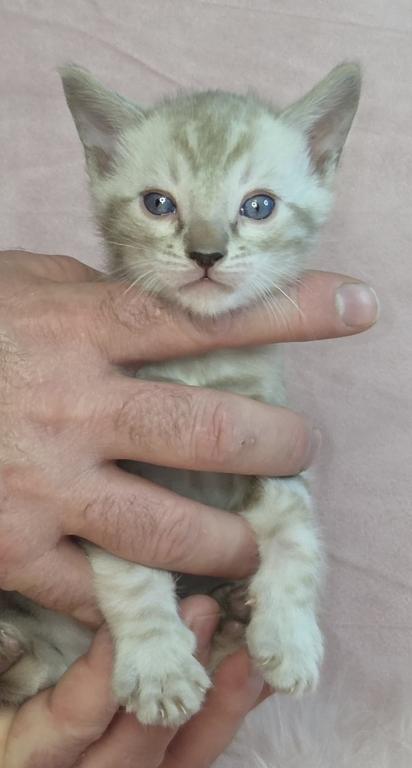 Ezri And Marius's Kittens photo 4