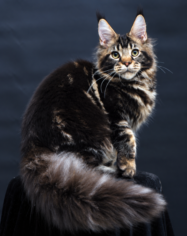 Handsome Male Maine Coon Kitten Elvis photo 2