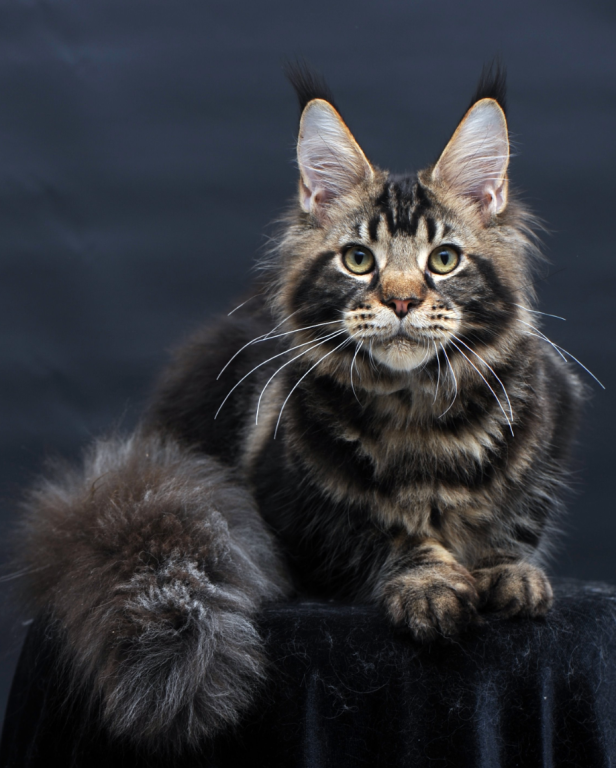 Handsome Male Maine Coon Kitten Elvis photo 1