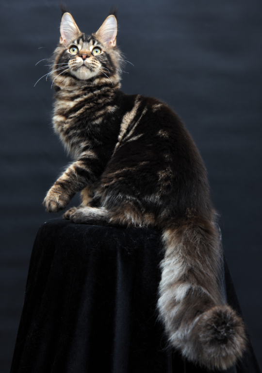 Handsome Male Maine Coon Kitten Elvis photo 3