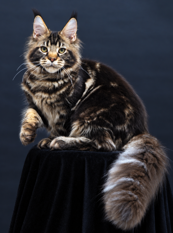 Handsome Male Maine Coon Kitten Elvis photo 4