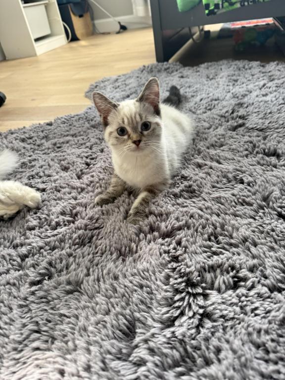 Bella photo 1