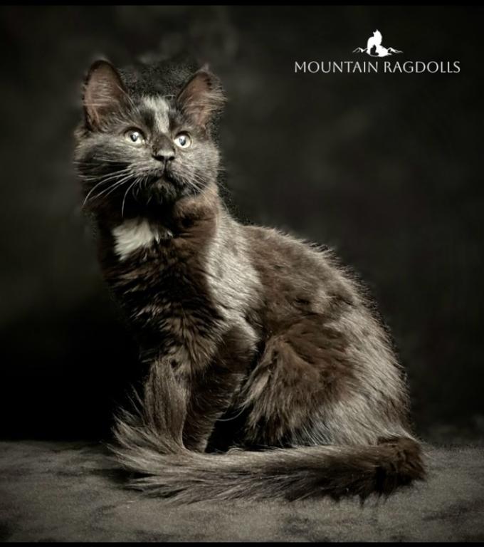 Exotic Ragdolls photo 3