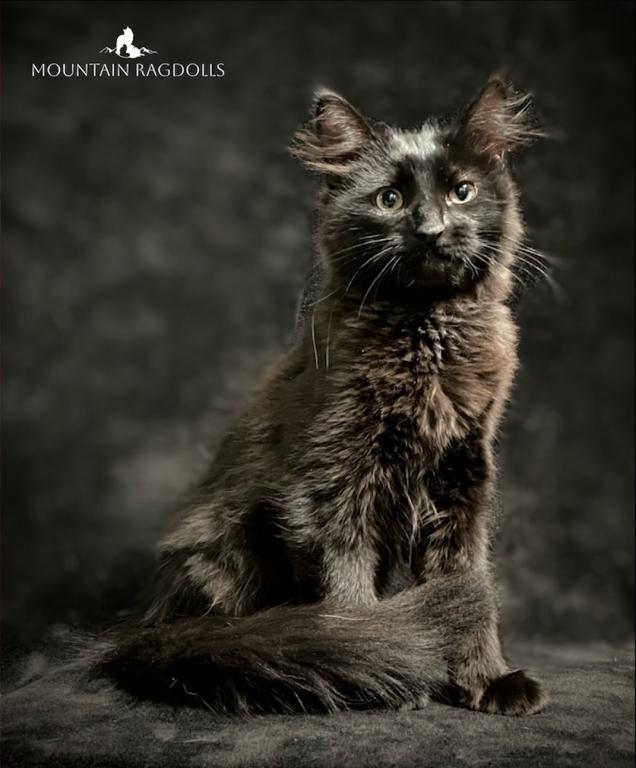 Exotic Ragdolls photo 1