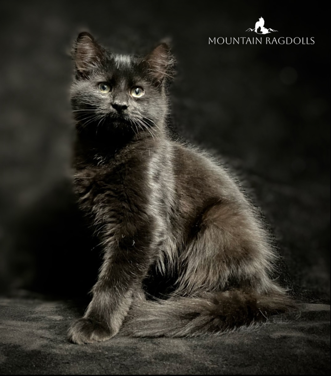 Exotic Ragdolls photo 2