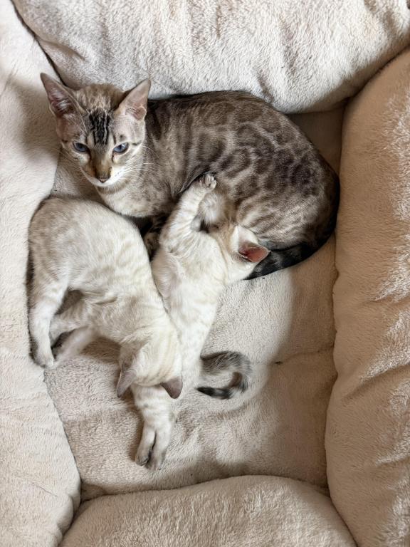 Snow Bengals photo 1