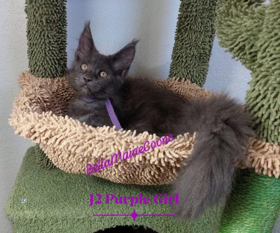 J2 Litter Purple Girl photo 4