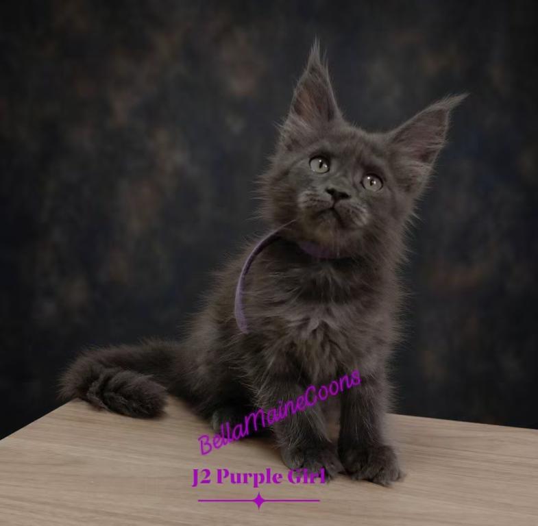 J2 Litter Purple Girl photo 3