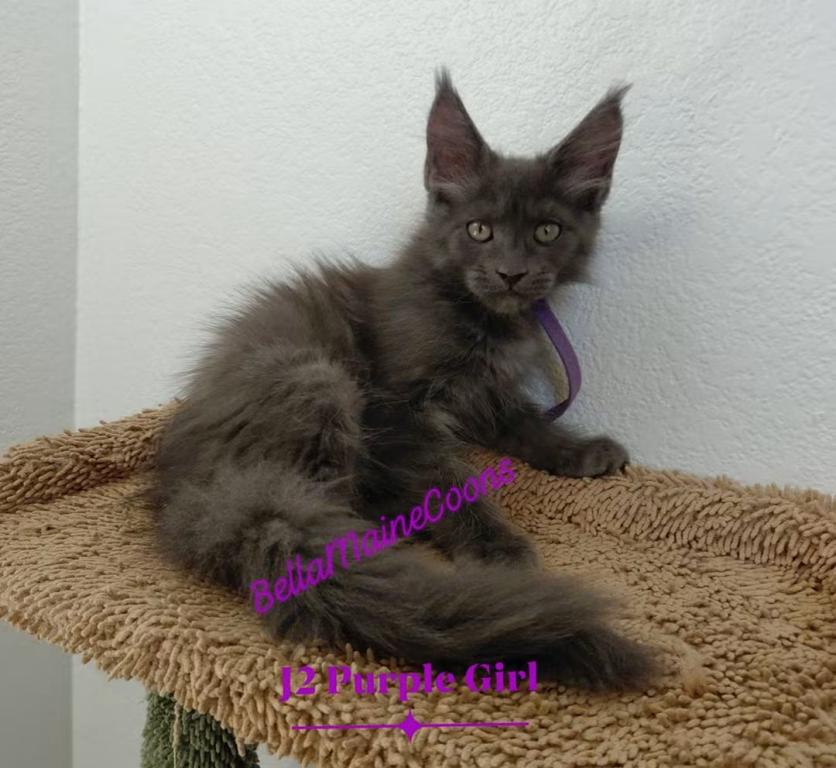 J2 Litter Purple Girl photo 1