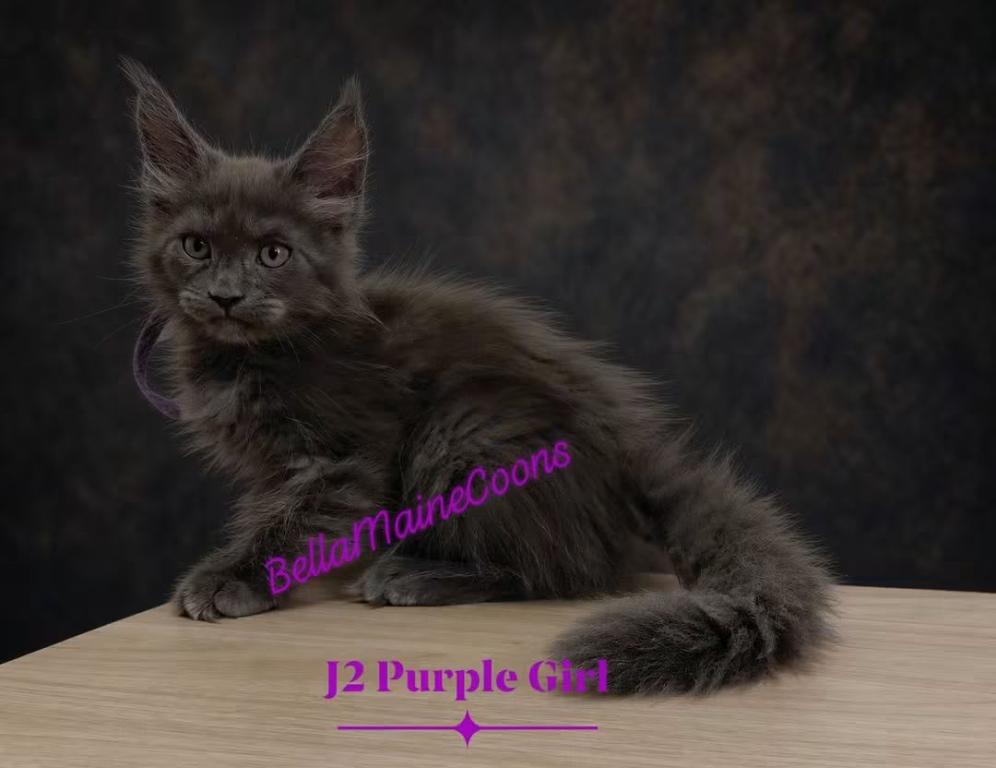 J2 Litter Purple Girl photo 2