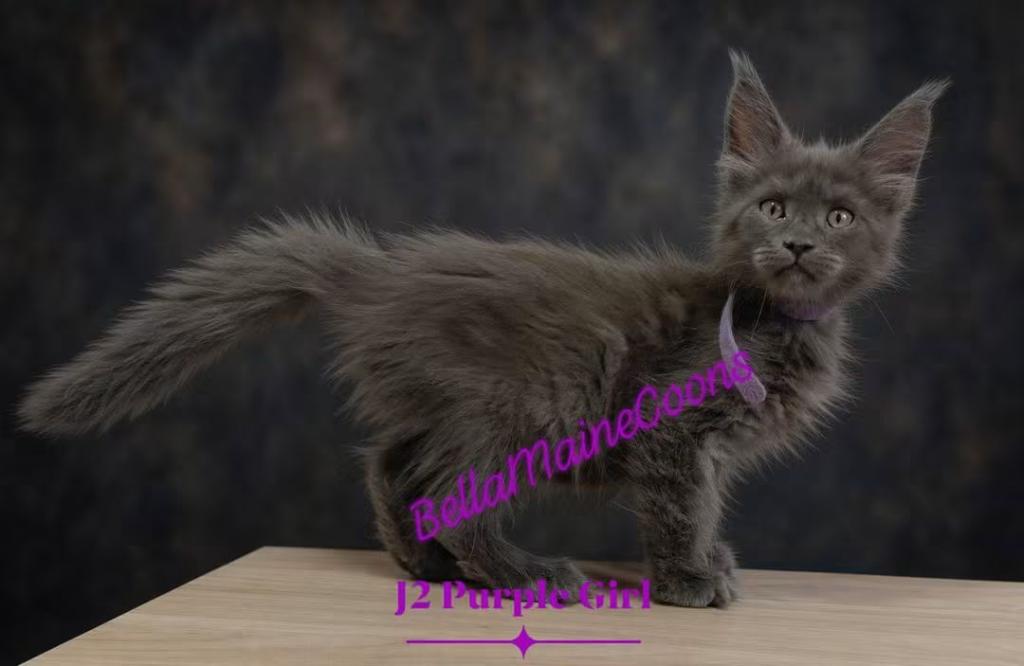 J2 Litter Purple Girl photo 5