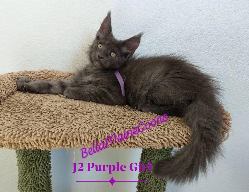 J2 Litter Purple Girl photo 7