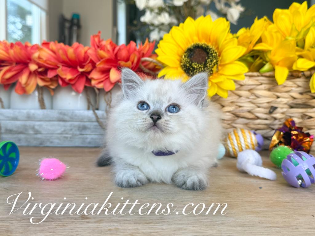 Kitten Light Purple photo 6