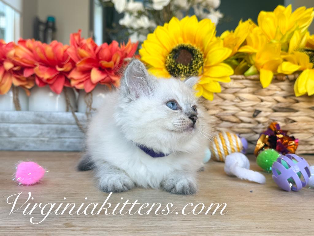 Kitten Light Purple photo 8