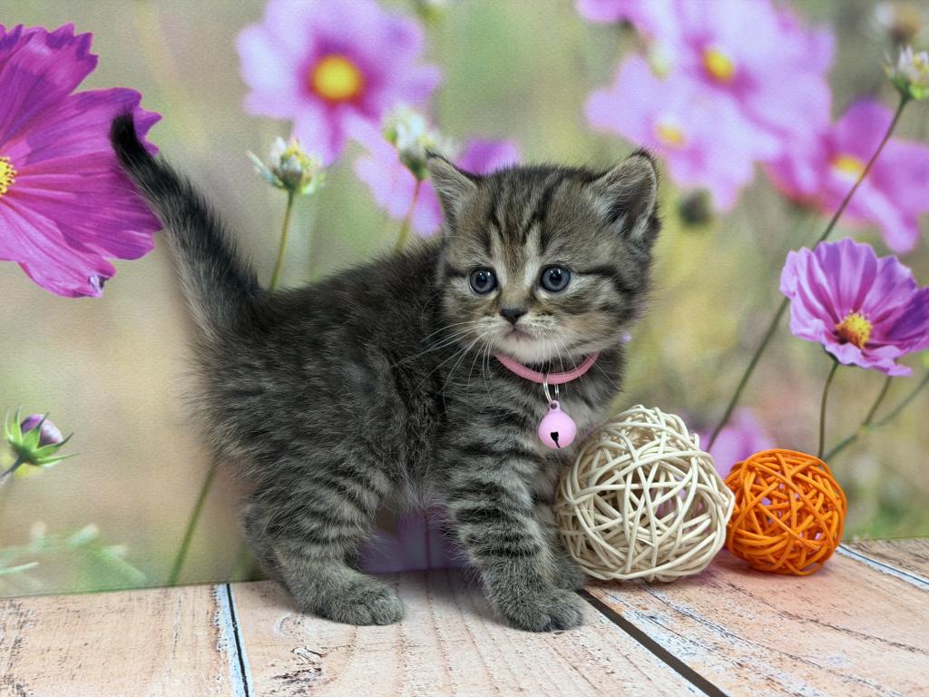 Portland Inga Scottish Straight Kitty photo 9