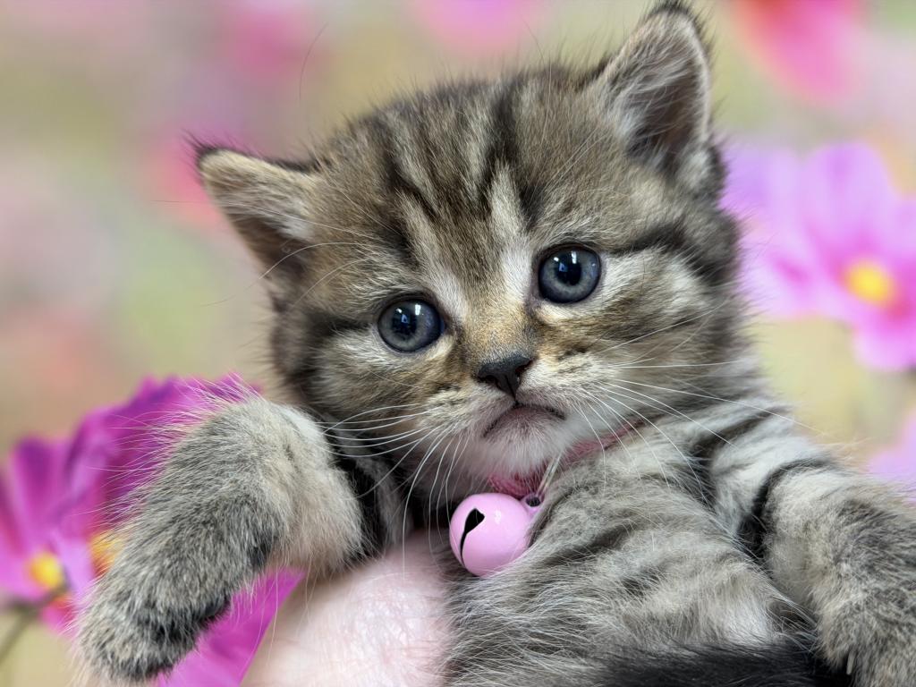Portland Inga Scottish Straight Kitty photo 3