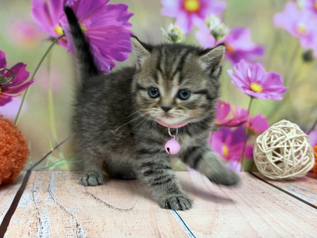 Portland Inga Scottish Straight Kitty photo 10
