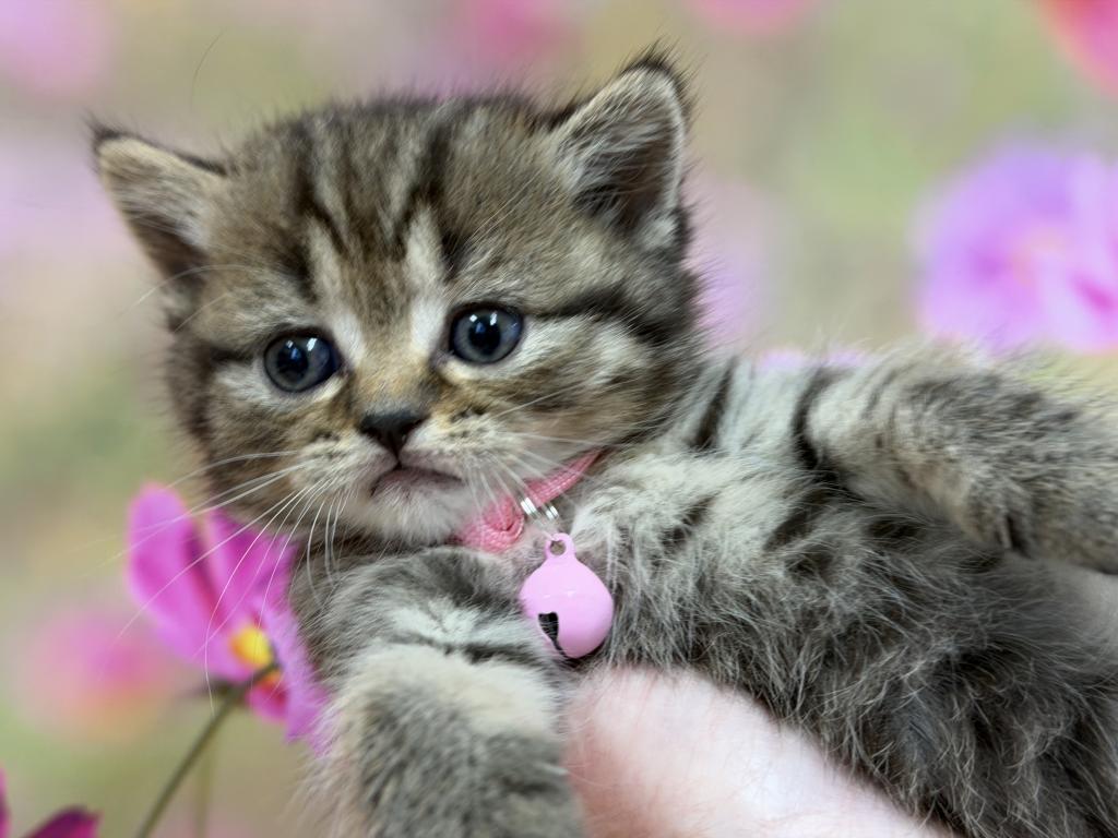 Portland Inga Scottish Straight Kitty photo 4