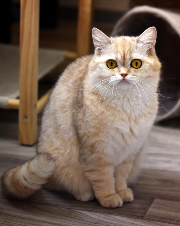 TASSIA British Shorthair Golden Chinchilla