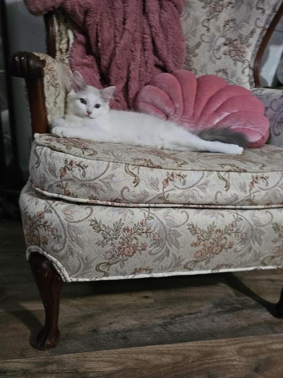 ENCHANTING  Dolly