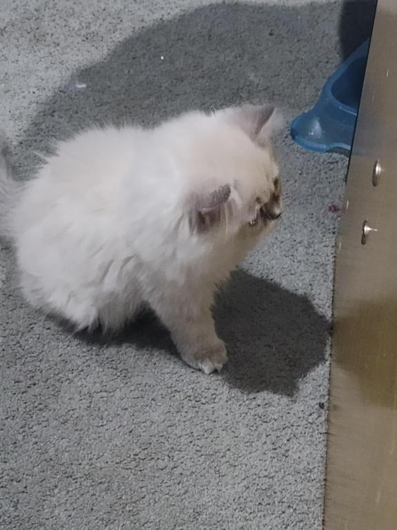 Green Eyed Blue Point Persian Kitten photo 3