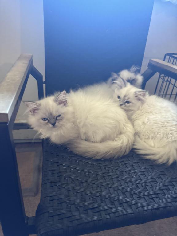 Minka Kittens photo 4