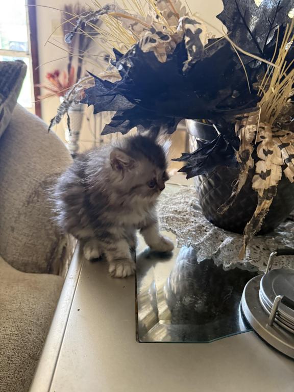 Minka Kittens photo 41