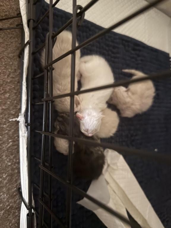 Minka Kittens photo 51