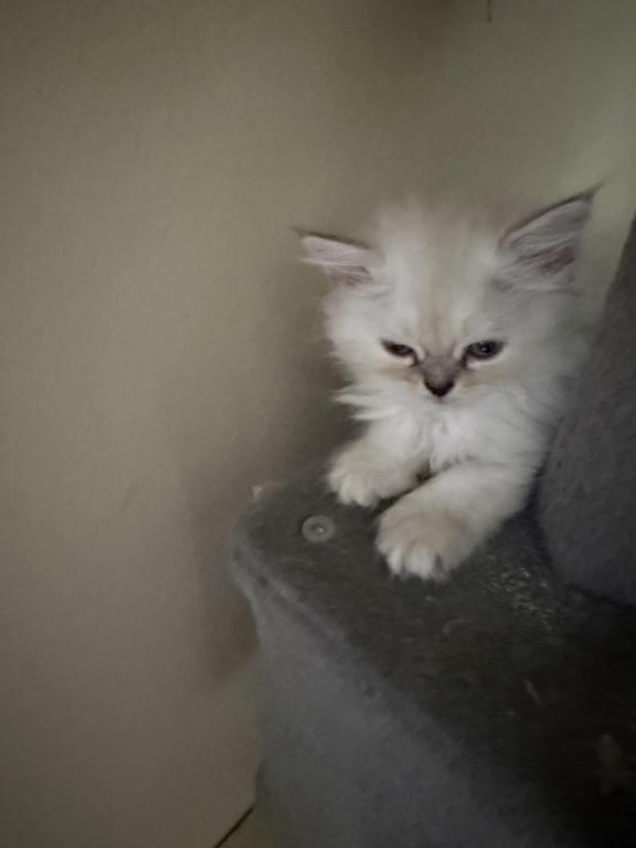 Minka Kittens photo 37