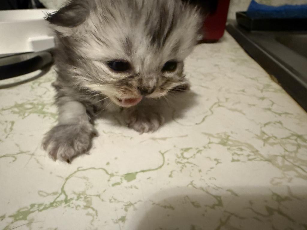 Minka Kittens photo 43