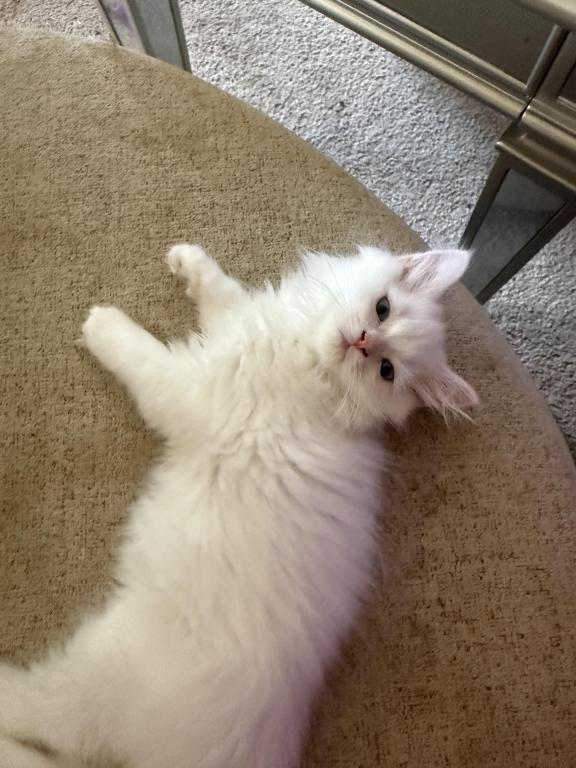 Minka Kittens photo 5