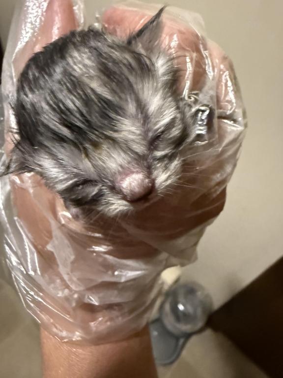Minka Kittens photo 47