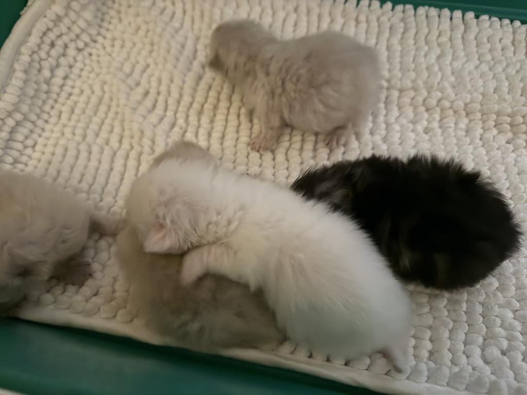 Minka Kittens photo 56