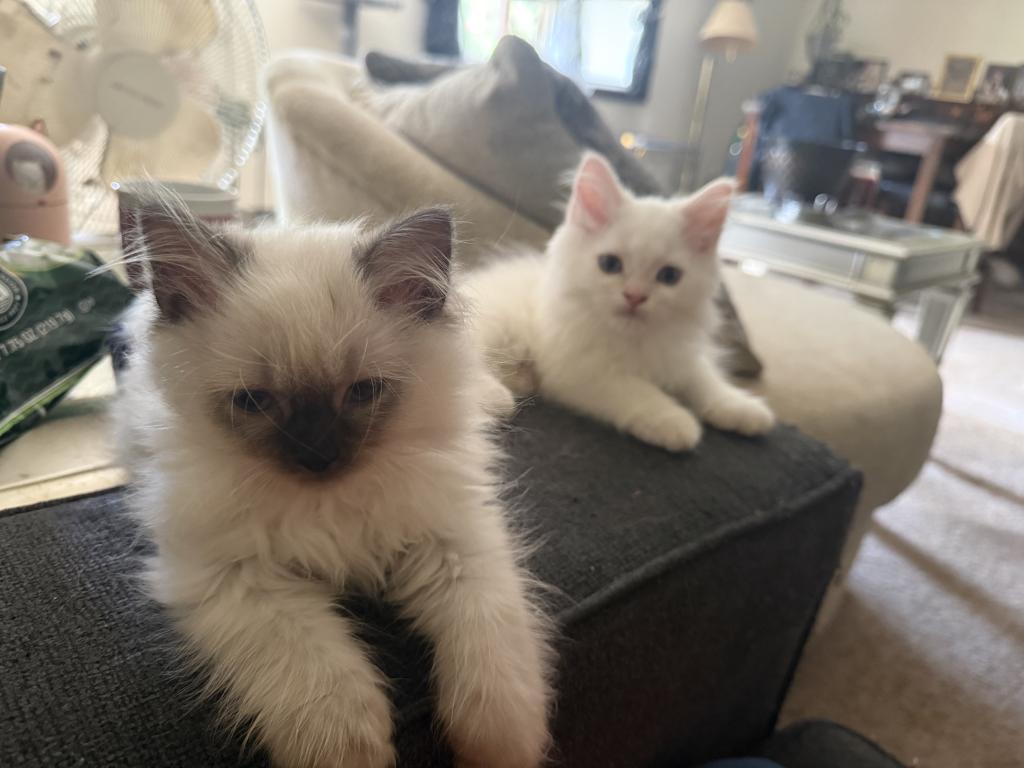 Minka Kittens photo 13