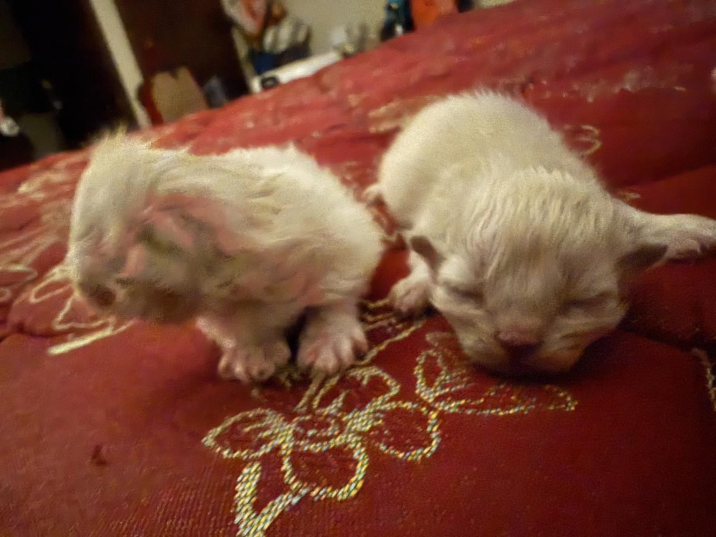 Minka Kittens photo 46