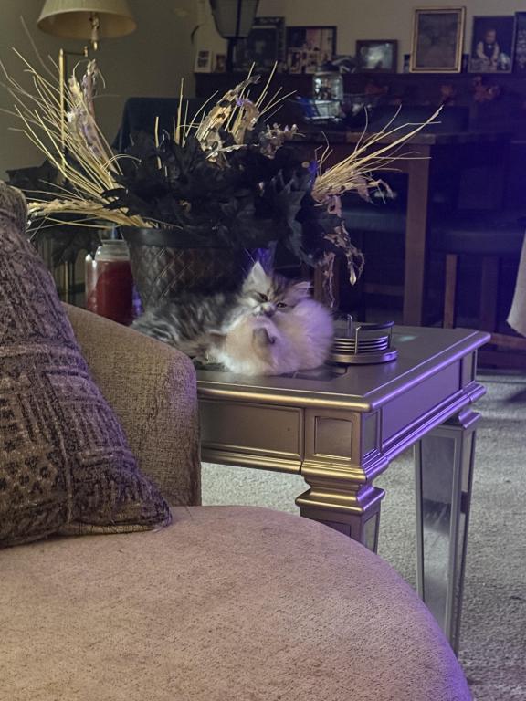 Minka Kittens photo 27