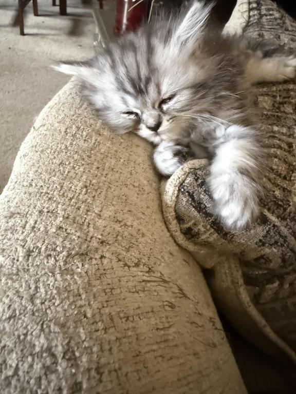 Minka Kittens photo 21