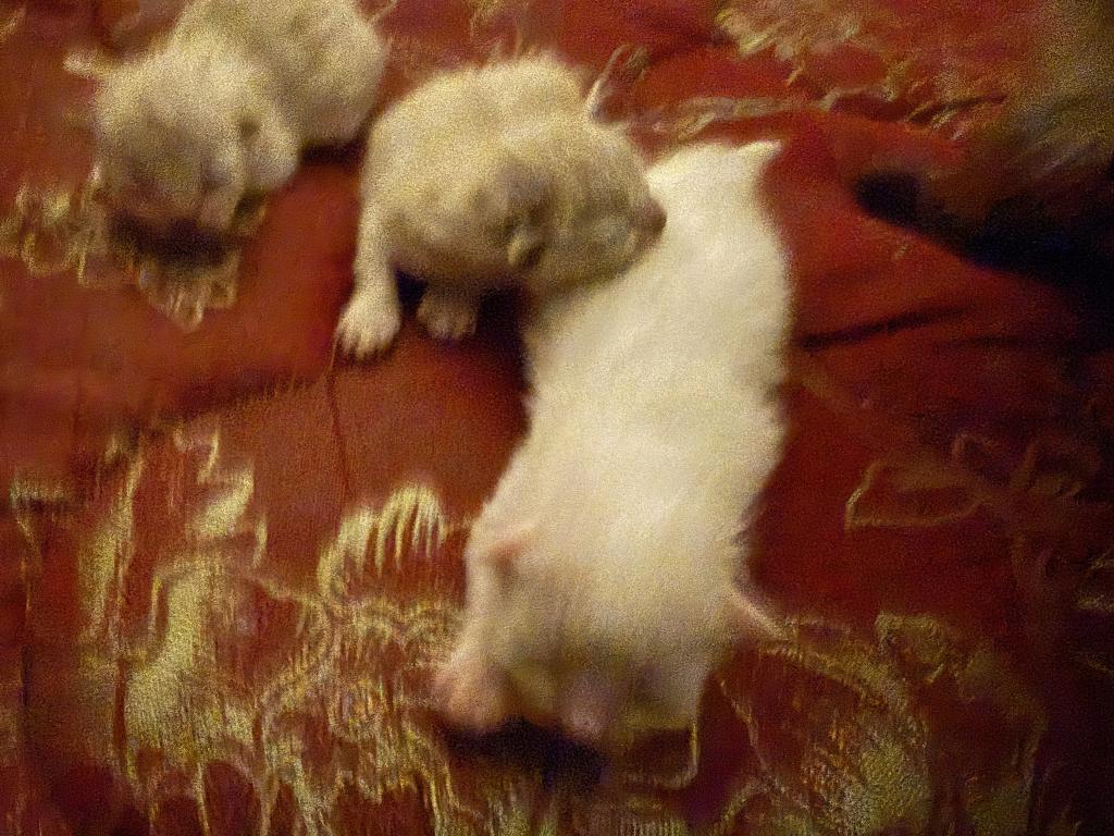 Minka Kittens photo 48