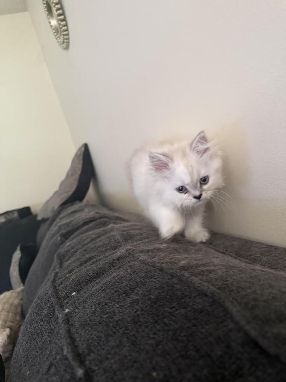 Minka Kittens photo 8