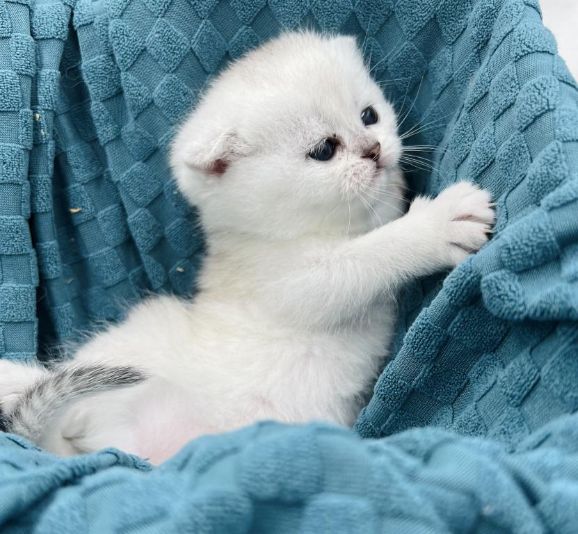 Silver Kittens photo 1