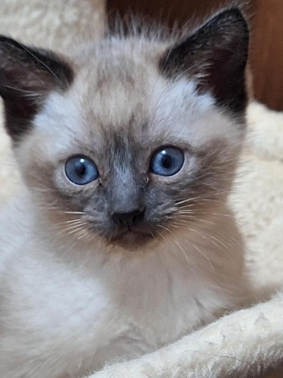 September Litter photo 4