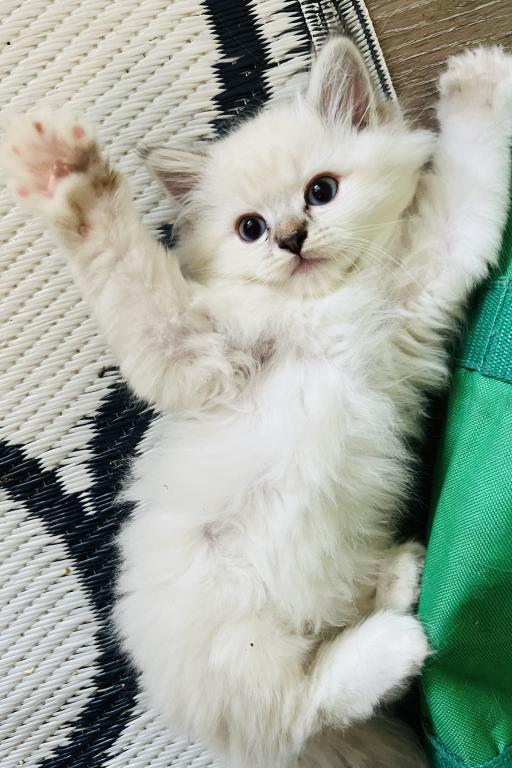 Male Ragdoll Kitten photo 2