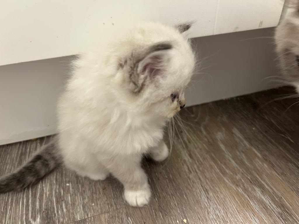 Male Ragdoll Kitten photo 5