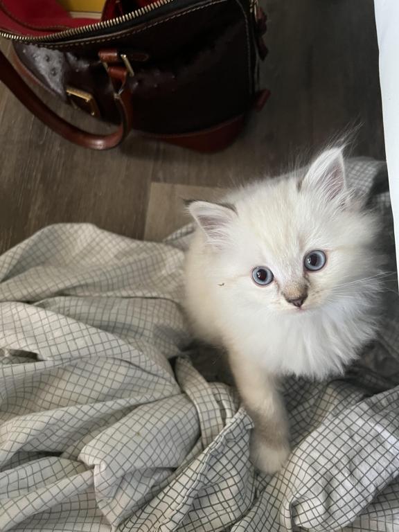Male Ragdoll Kitten photo 3