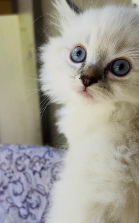Male Ragdoll Kitten