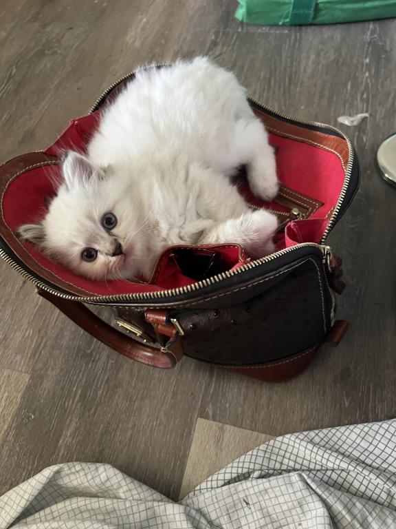 Male Ragdoll Kitten photo 4